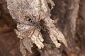 Myrmecia_ZZ392_D7095_Z_92_Wangaratta caravan park_Australie